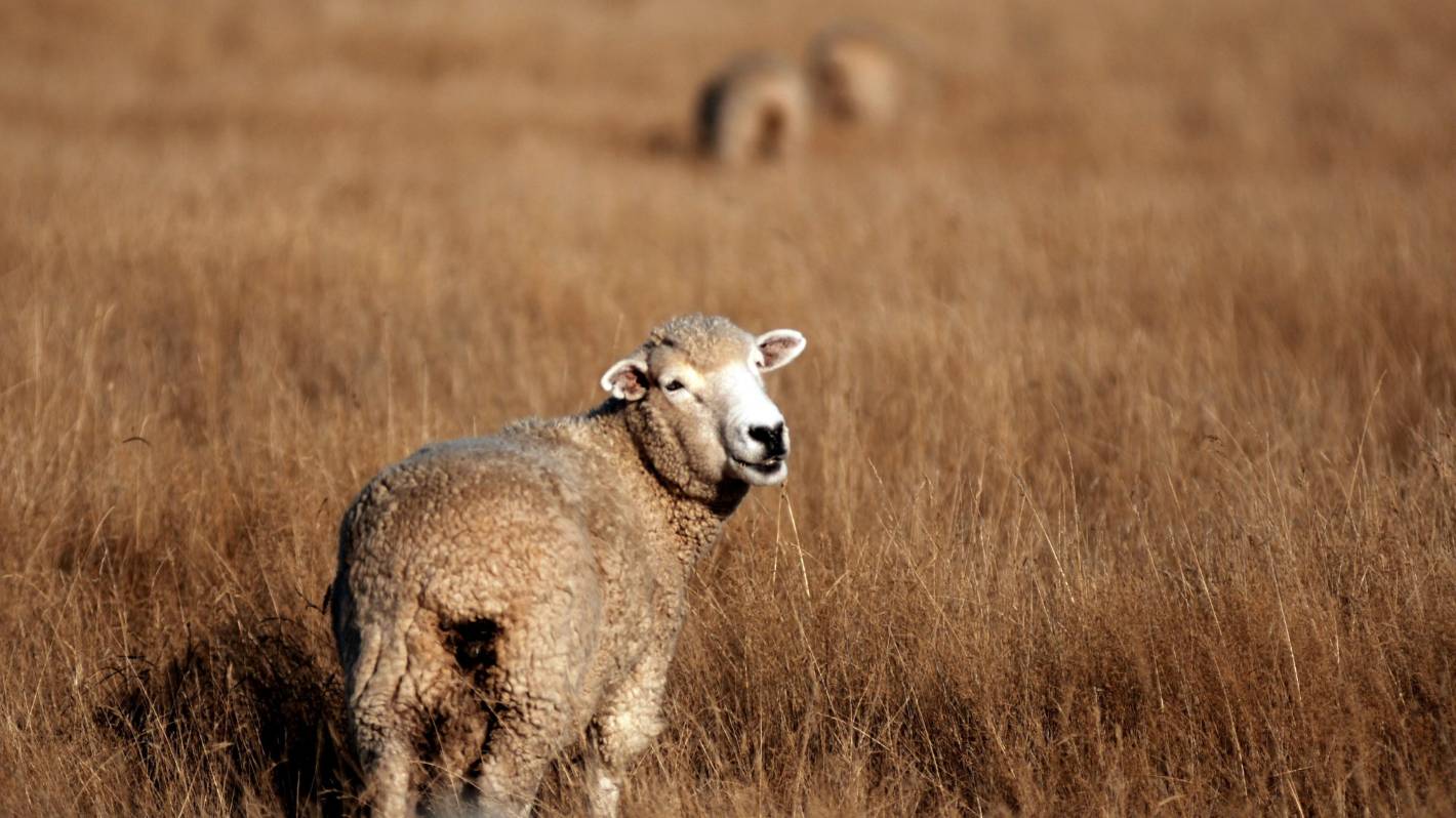 How climate change could slash sheep and beef farm profits