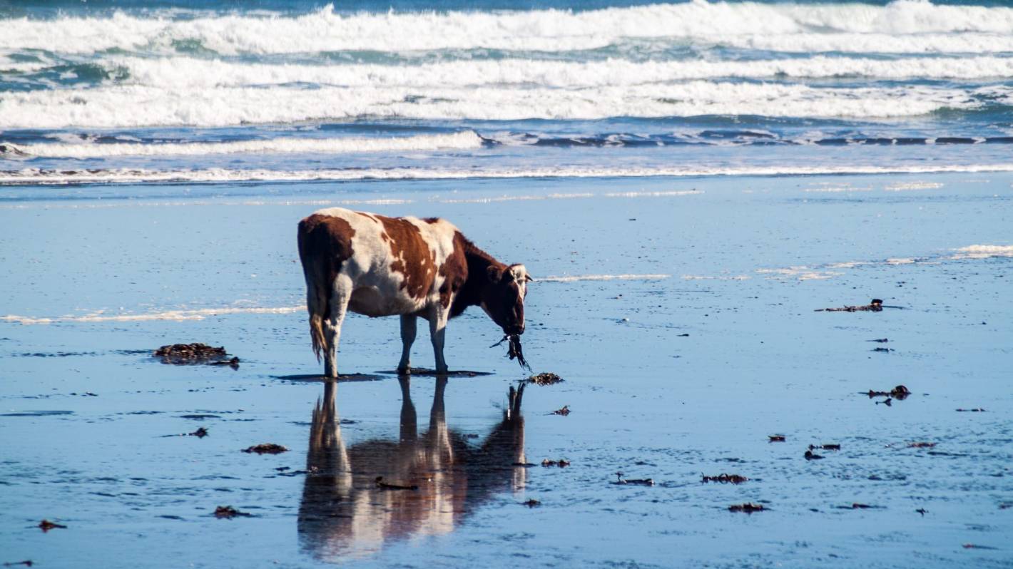 More proof that cattle fed seaweed emit less methane