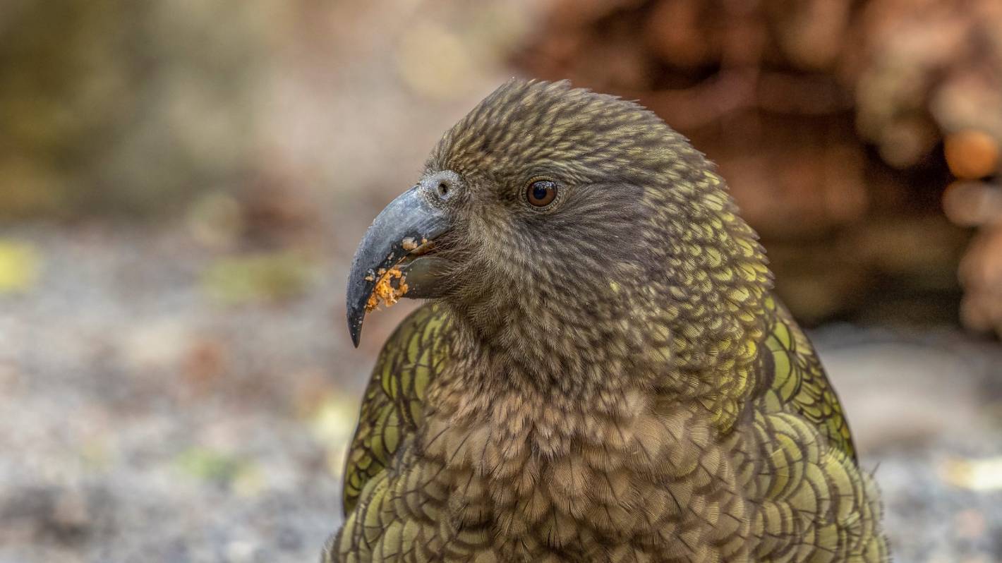 Workers displaced by Covid-19 busy removing lead to protect kea