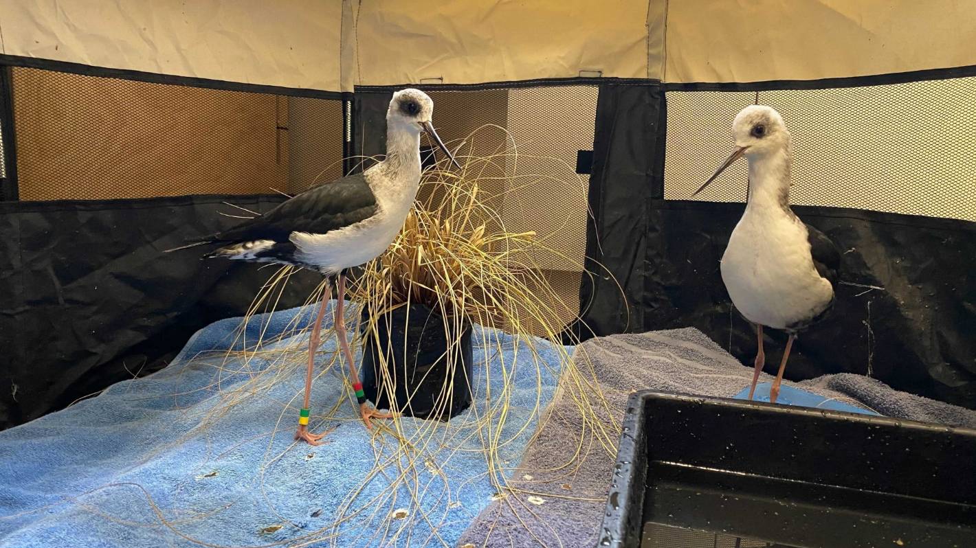 Critically endangered kakī from Twizel sent to Dunedin wildlife hospital