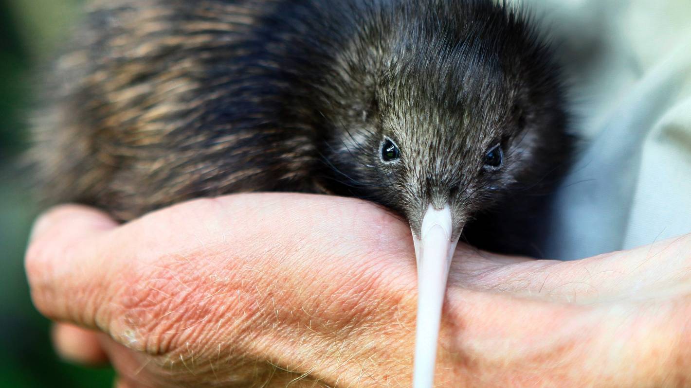 Despite major conservation efforts, populations of kiwi are more vulnerable than people realise
