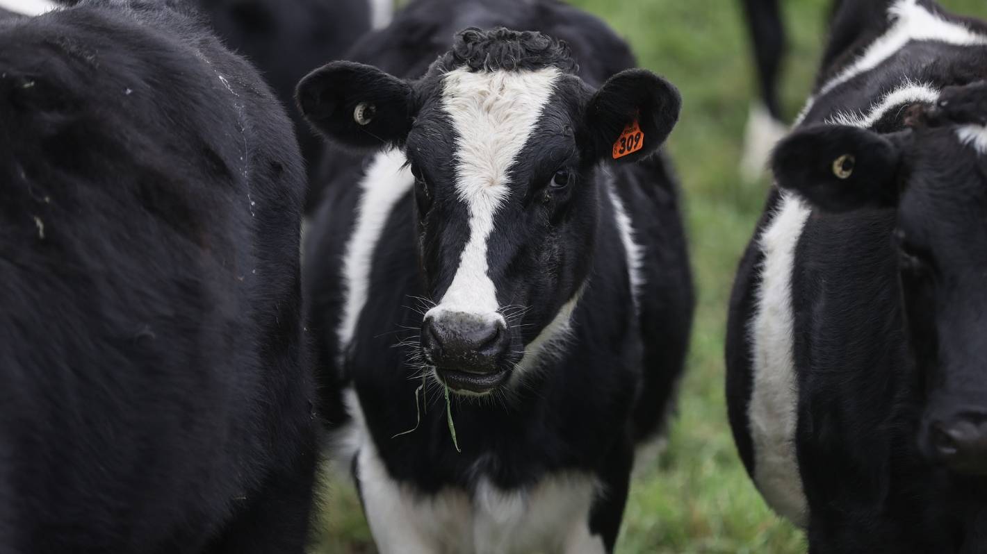 Not too shabby, Canterbury: farming and transport emissions fell in 2019