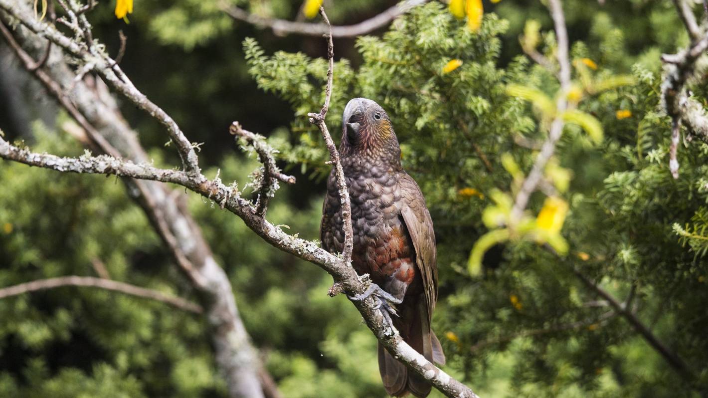 Kākā females making a fourfold comeback in the King Country