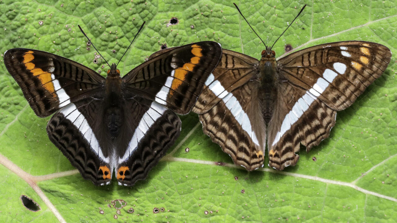 Colombian photographer documents world's largest variety of butterflies