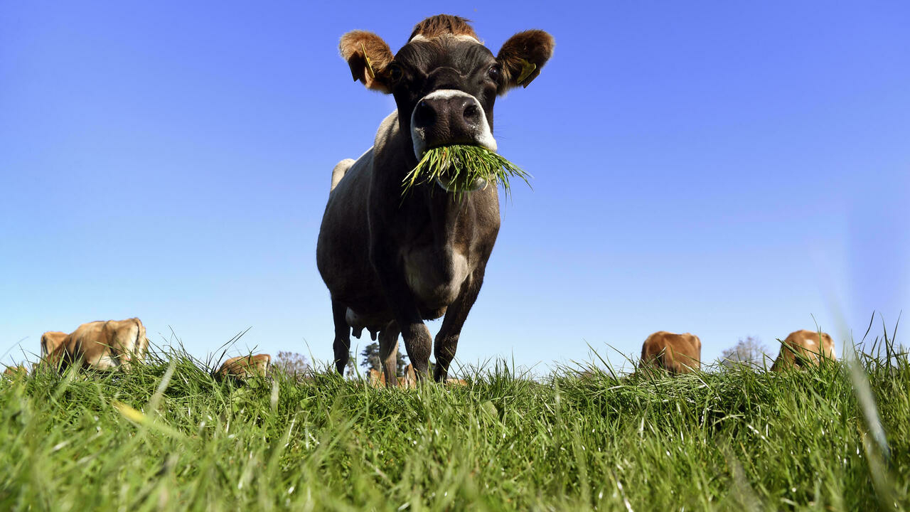 Under-pressure New Zealand sets out carbon-zero plan