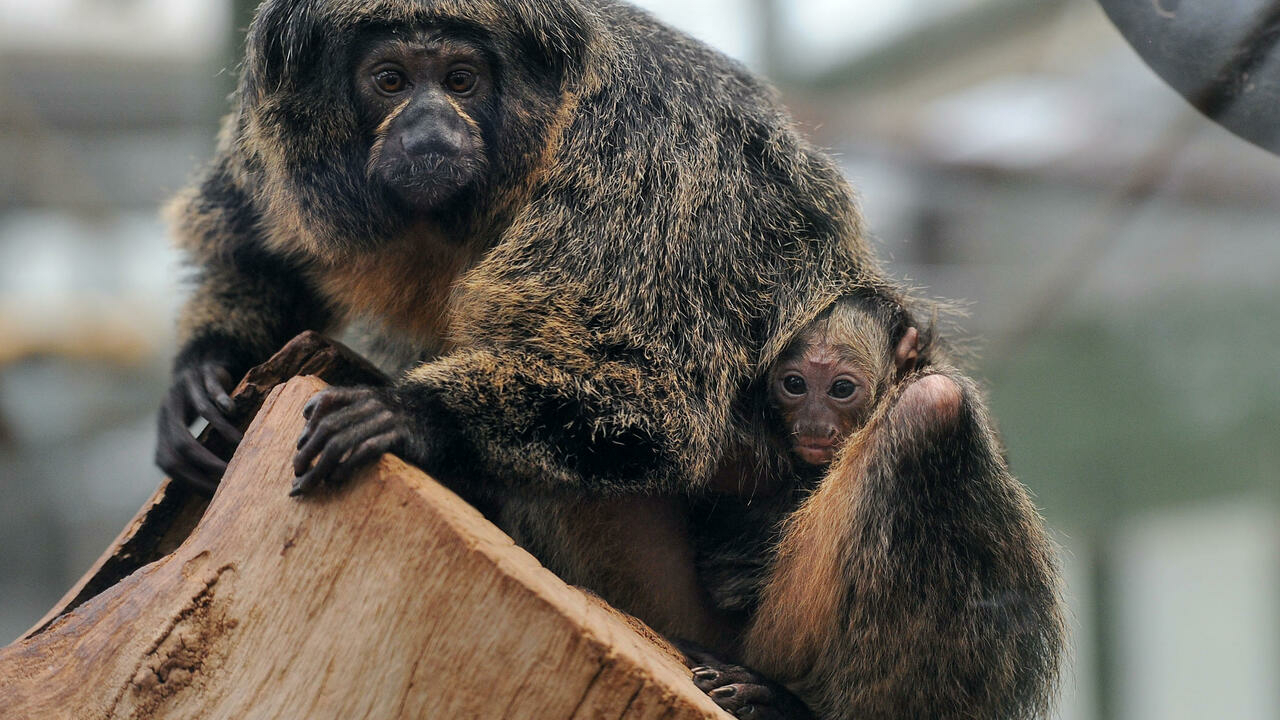 Zoo monkeys prefer traffic noise to natural sounds: study