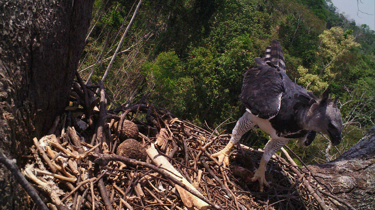 Forest loss threat to one of world's largest eagles