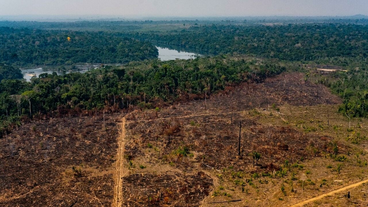 Since 2010, Amazon forest emitted more CO2 than it absorbed: study