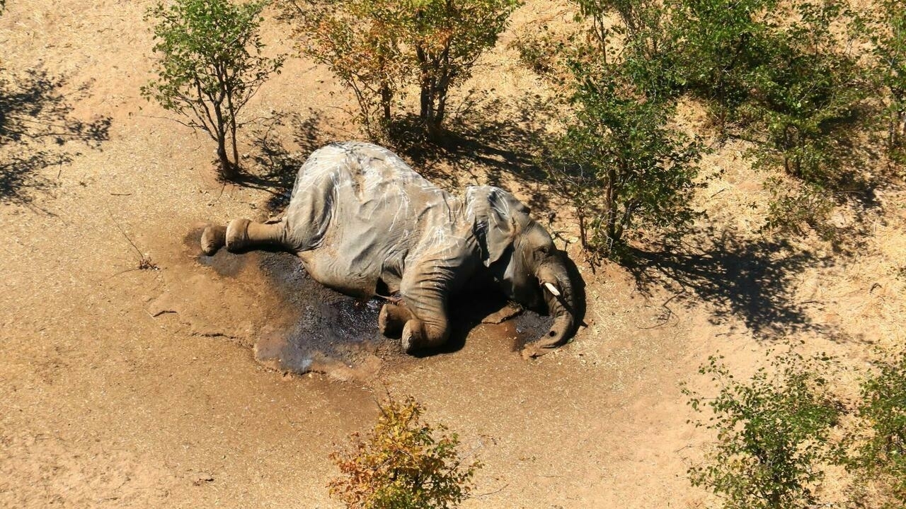 Botswana identifies likely culprit of mass elephant die-off