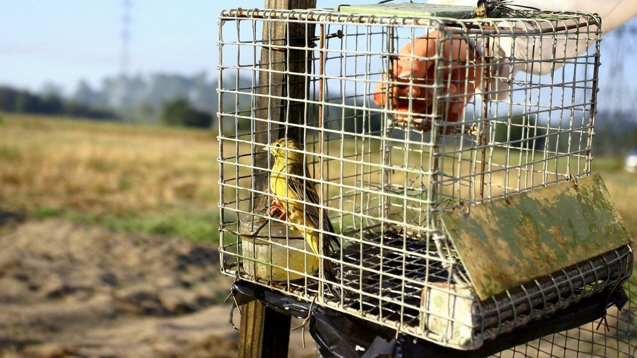 France's top court bans controversial bird hunting techniques