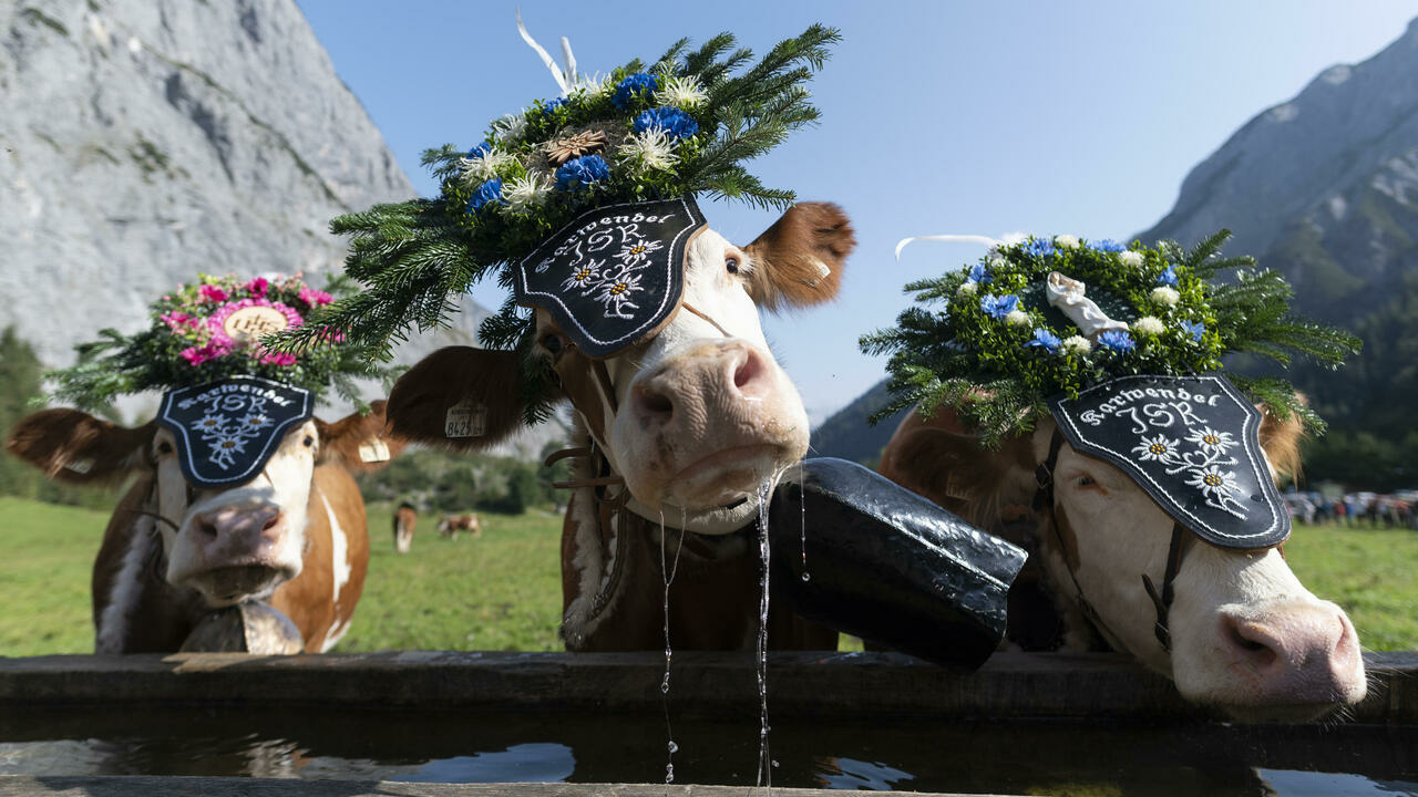 Changing economy and climate hit Austria's Alpine pastures
