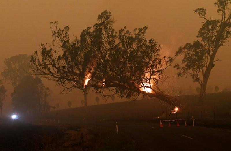 Australian bushfires threaten to drive tiny animal communities extinct