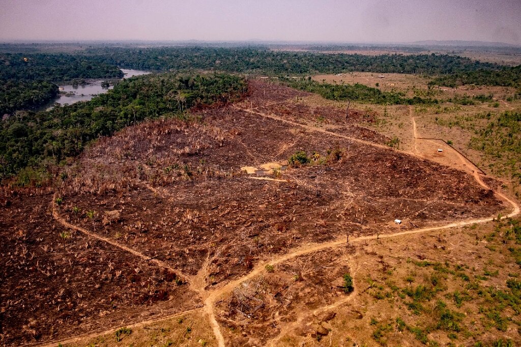 Amazon deforestation for January hits record