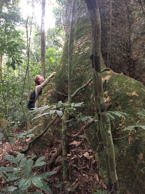 Saving Africa's biggest trees to help Earth breathe