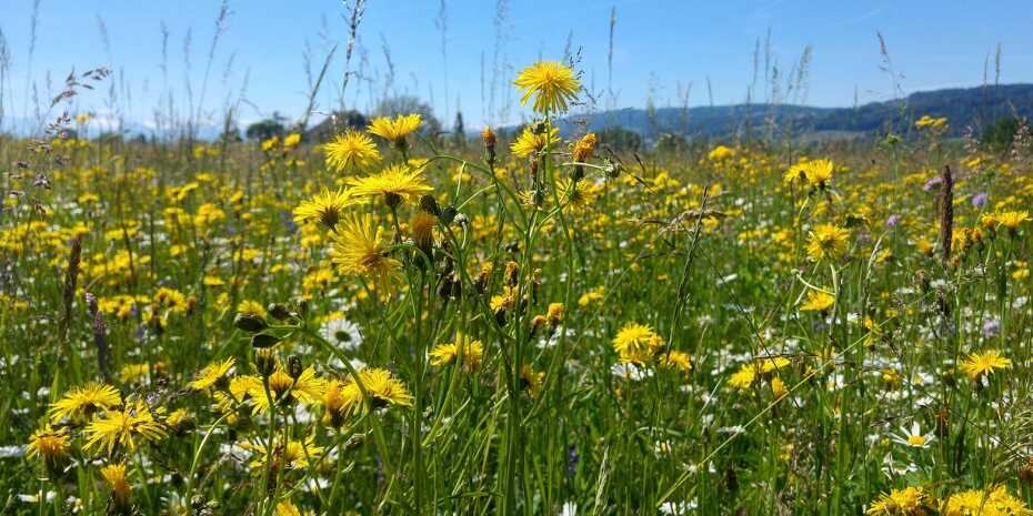 Biodiversity yields financial returns