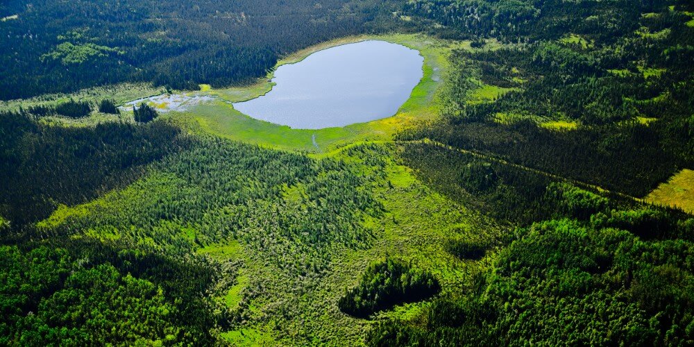 Scientists pinpoint areas in boreal forests that offer refuge to plants and animals as climate gets warmer and drier