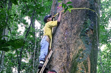 Researchers assemble first comprehensive list of Panama's trees with geographic ranges