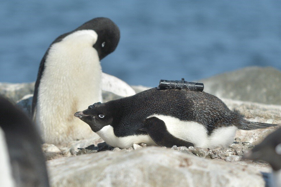 Antarctic penguins happier with less sea ice