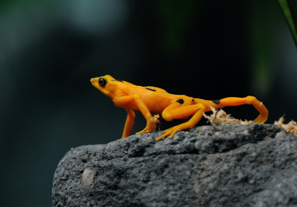 'Superfungus' threatens last Panamanian golden frogs
