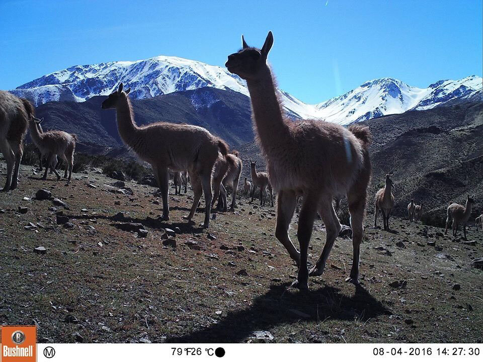 Conflict between ranchers and wildlife intensifies as climate change worsens in Chile