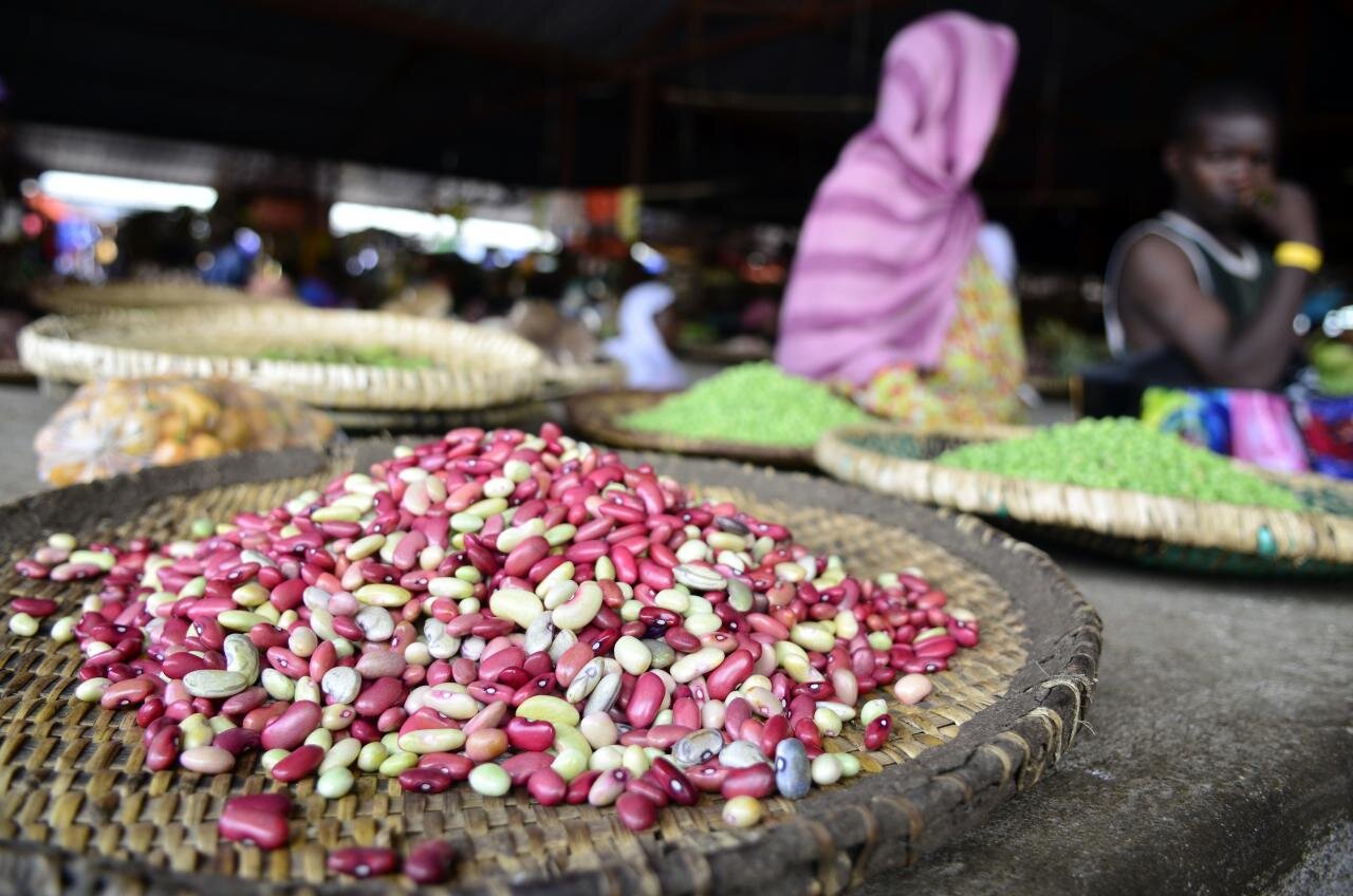 Cool beans: A vertical crop fit for Africa's changing climate and nutritional gaps