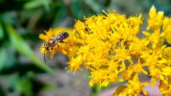 Research traces how farmlands affect bee disease spread