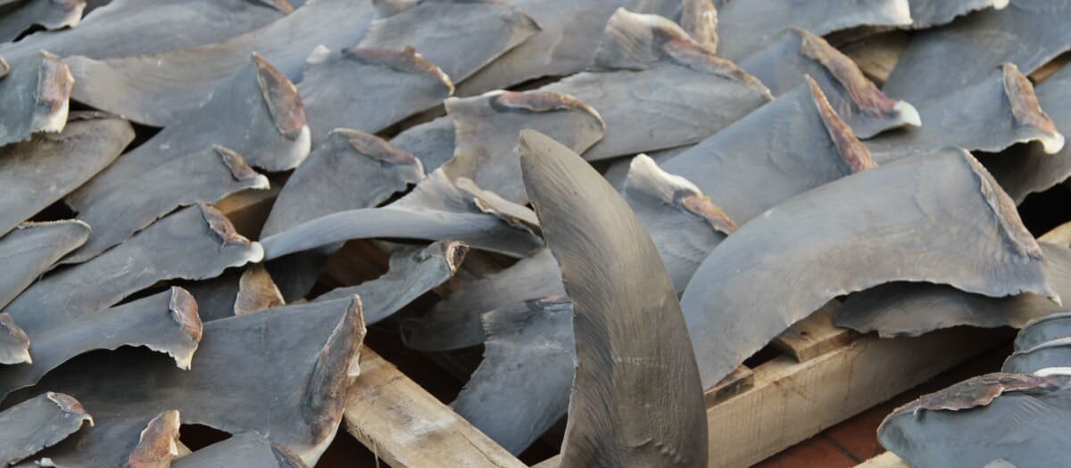 Fins from endangered hammerhead sharks in Hong Kong market traced mainly to Eastern Pacific