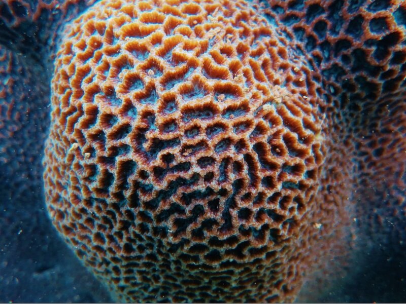 Study unlocks the secret of corals' tolerance to climate change: Their diet