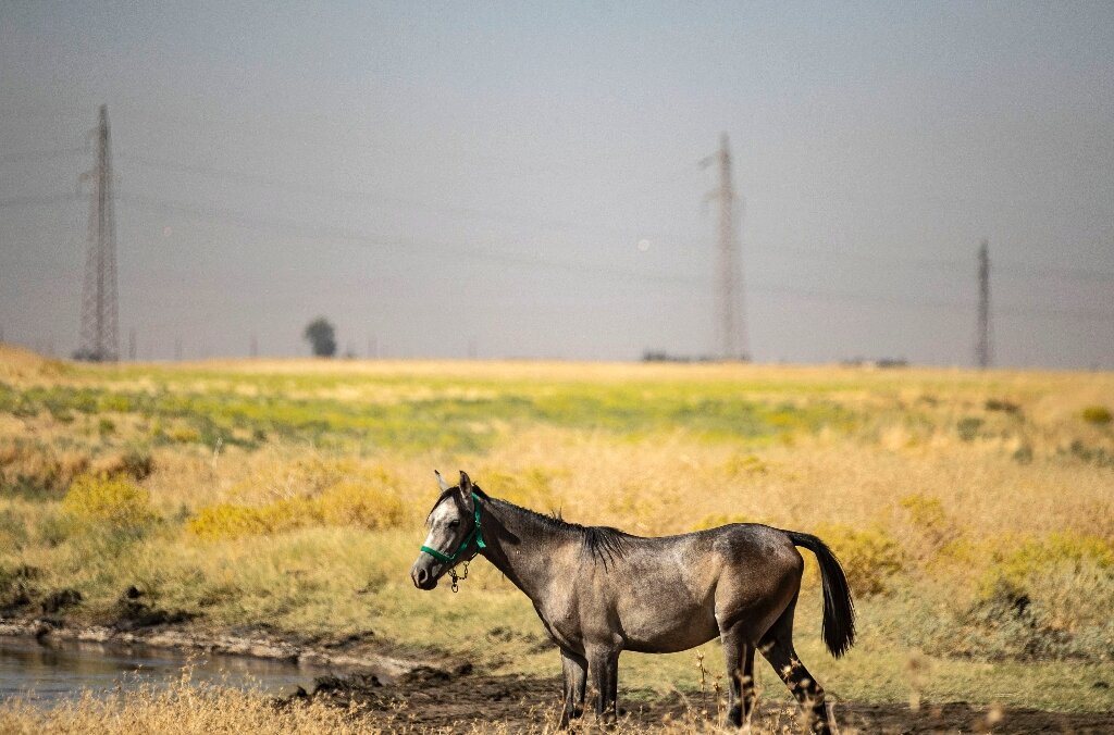 Black waters: Oil spills pollute northeast Syria creeks