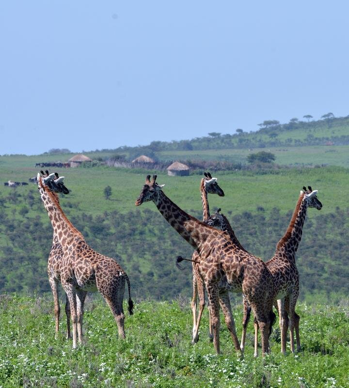 Human presence weakens social relationships of giraffes