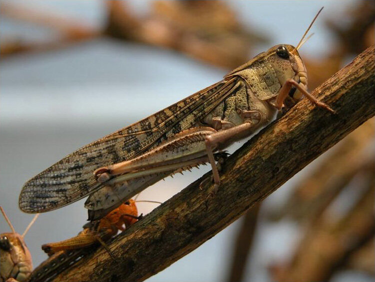 Insects could help increase Europe's food self-sufficiency but will they catch on?