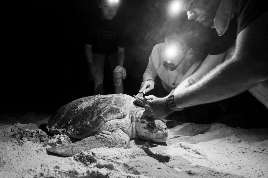 Loggerhead sea turtles host diverse community of miniature organisms