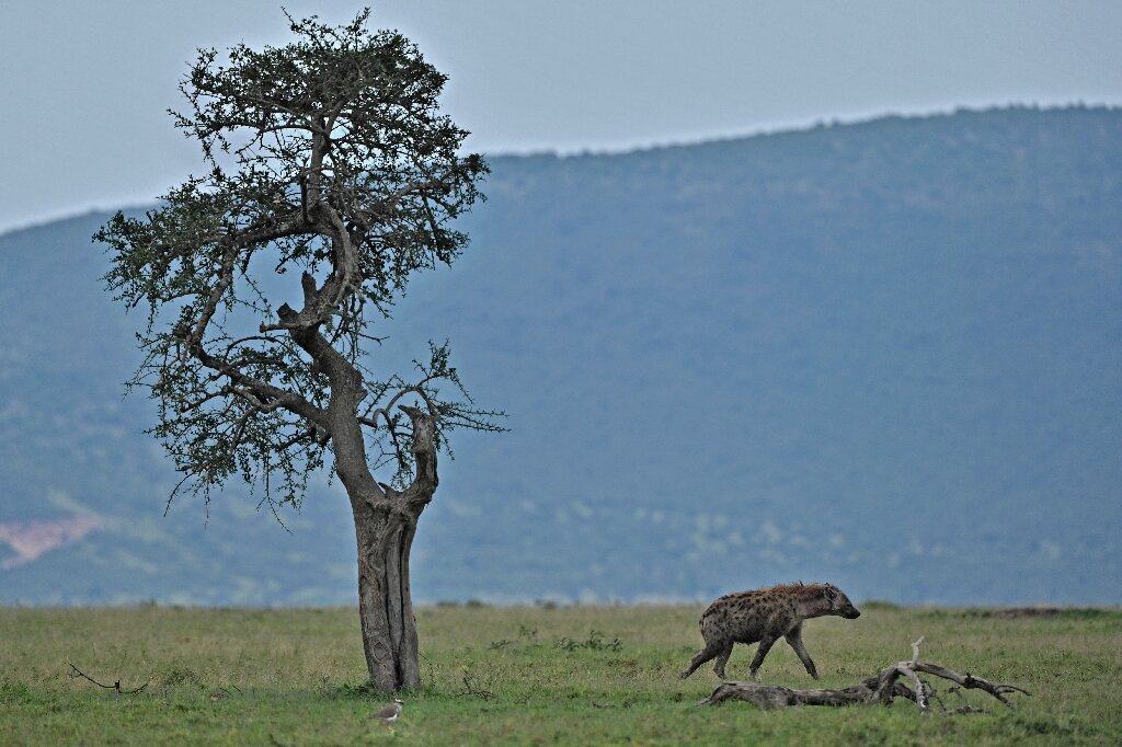 Kenya wildlife reserves threatened as tourists stay away