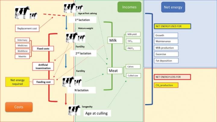 Mitigation of greenhouse gases in dairy cattle through genetic selection