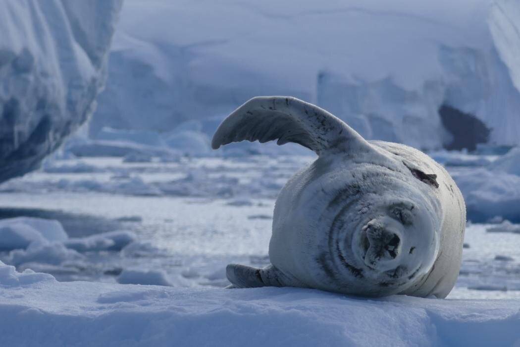 People power and satellites help scientists study climate impacts on Antarctic seals