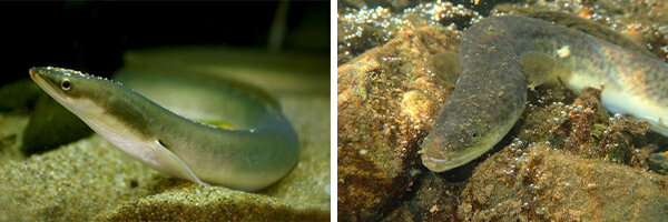 Protecting eels protects freshwater biodiversity