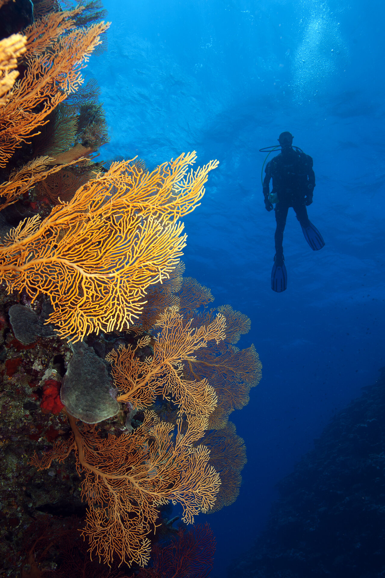 Report on New Caledonia's coral reefs offers a glimmer of hope for the future