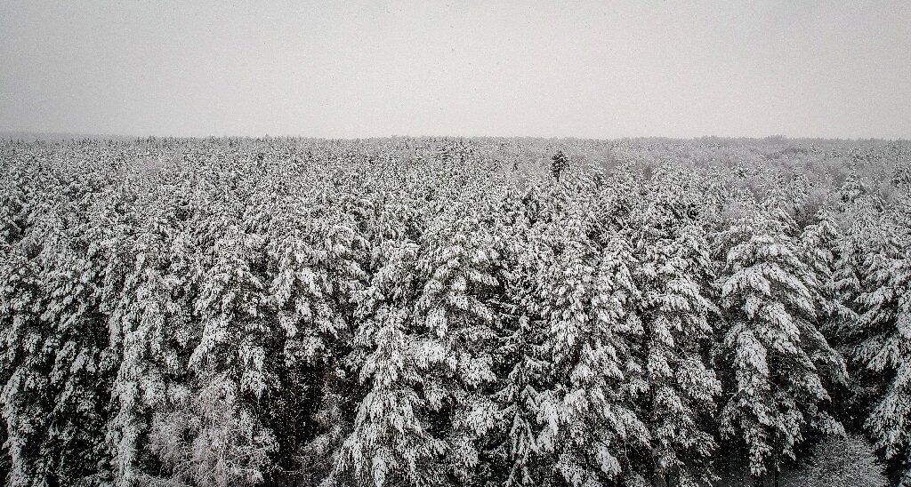 Climate change brings fires, floods and moths to Siberia