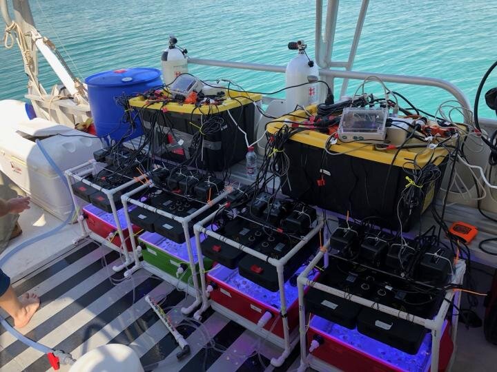 Researchers develop mobile rapid test to assess coral thermotolerance