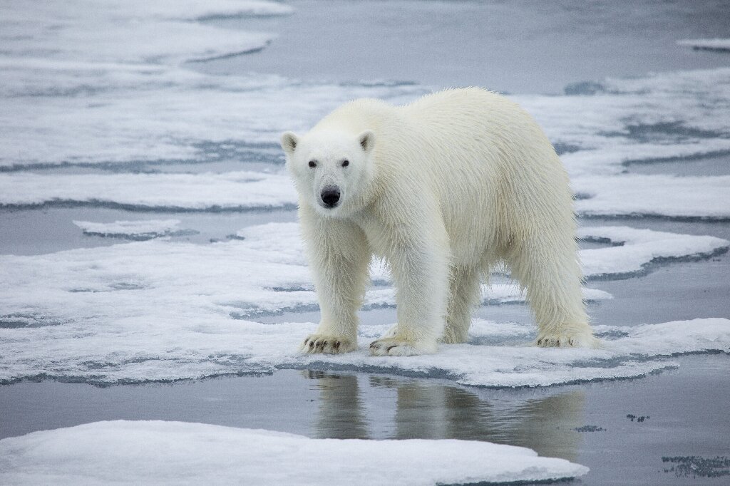 Highest-ever temperature recorded in Norwegian Arctic archipelago