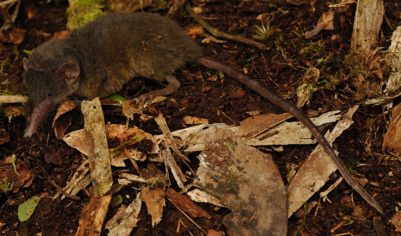 Researchers discover the Sulawesi hairy-tailed shrew