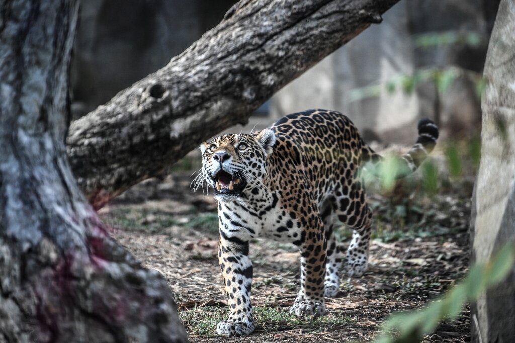 Brazil wetland fires threaten jaguar reserve