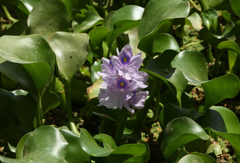 Water hyacinth pest chokes Iraq's vital waterways