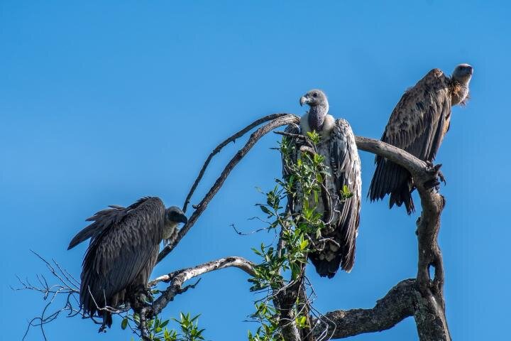 Researchers address African vulture poisoning with global disease and biodiversity implications