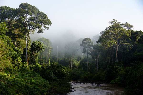 UM professor helps Malaysia develop conservation areas, protect species