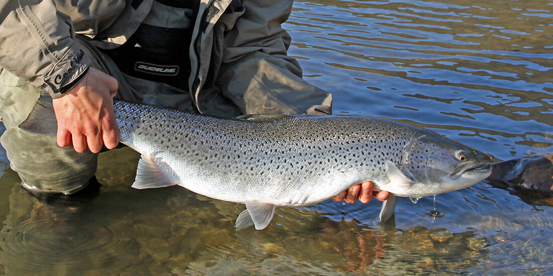 Why aren't sea trout thriving anymore?