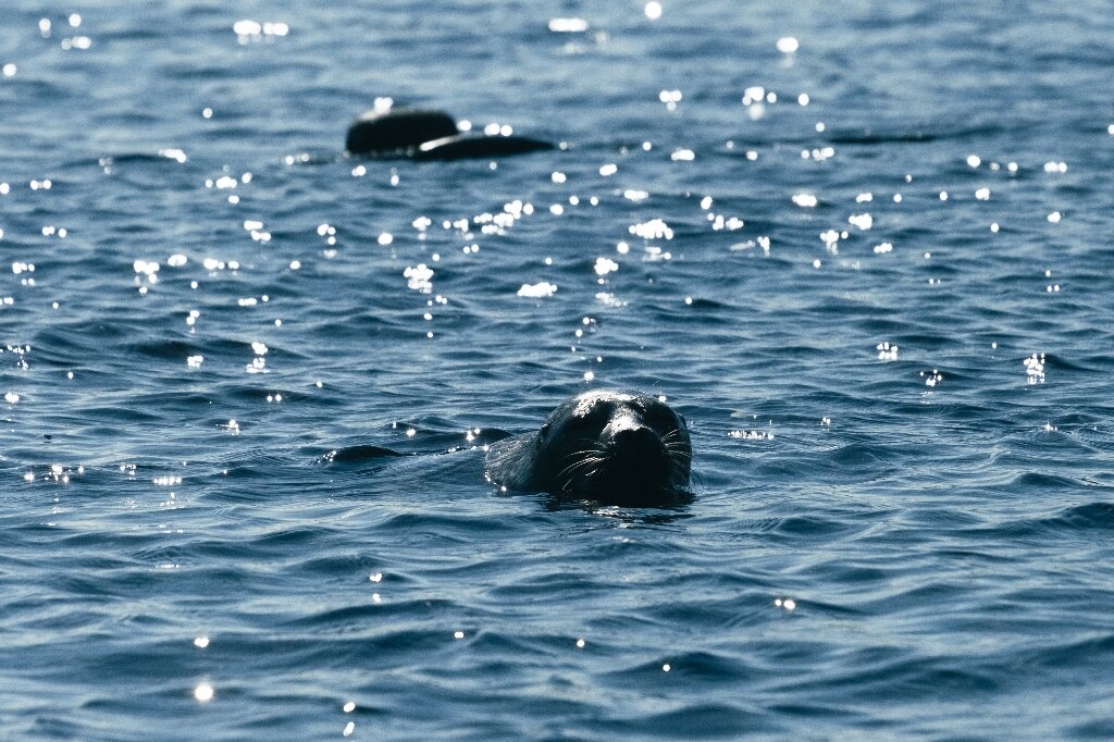 Finland rallies to save one of world's most endangered seals