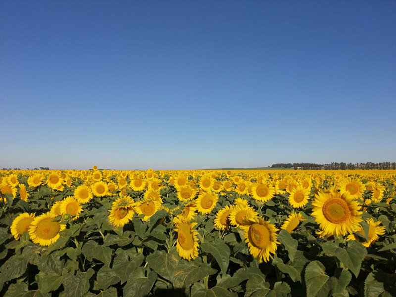 Balancing nitrogen for sunflowers