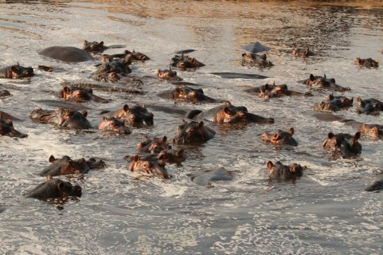 Studying hippo movement provides insights into anthrax outbreaks in Tanzania