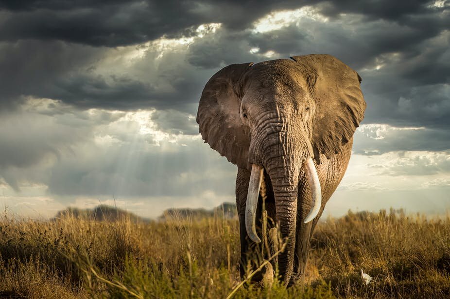 The way elephants raid crops in Kenya's Masai Mara has changed